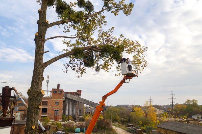 Tree Service detail