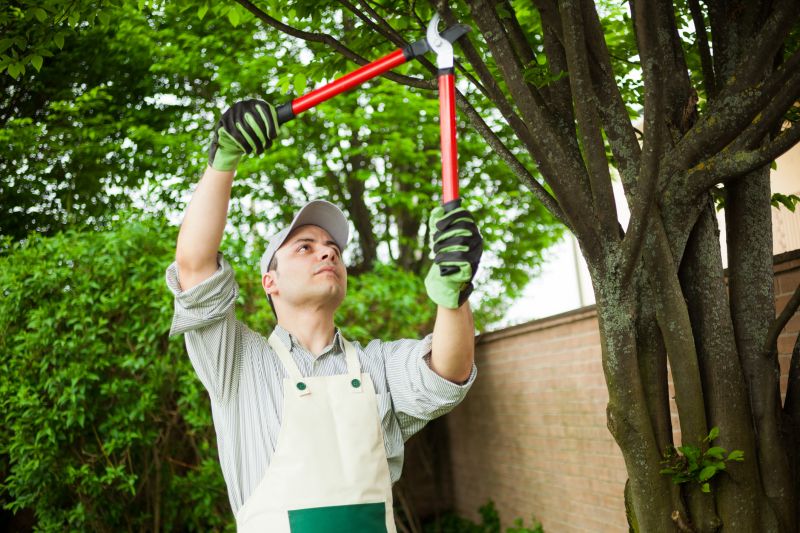 Maple Tree Pruning