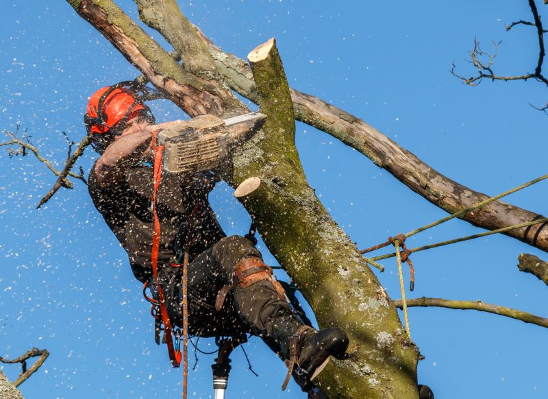 Pruning Large Branches