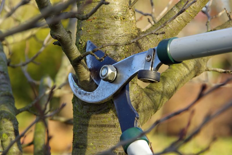 Tree Trimming Service