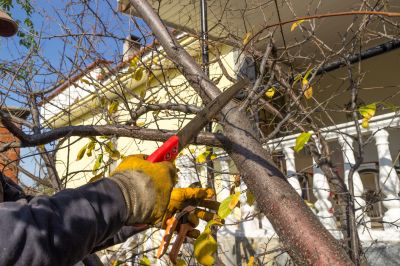 Tree Trimming Service