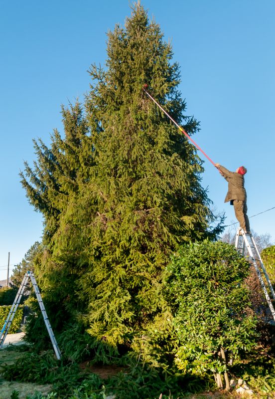 Tree Trimming Service