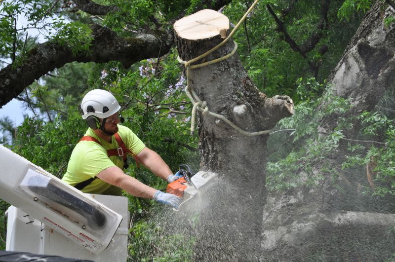Safety Measures in Tree Trimming
