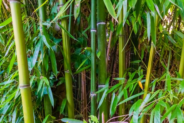 Cost of Bamboo Trimming in Anaheim