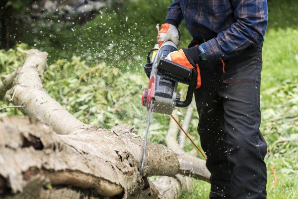 Cost of Branch Removal Service in Anaheim