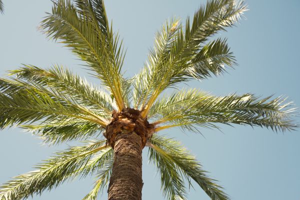 Palm Tree Pruning in Anaheim