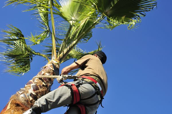 Palm Tree Trimming in Anaheim
