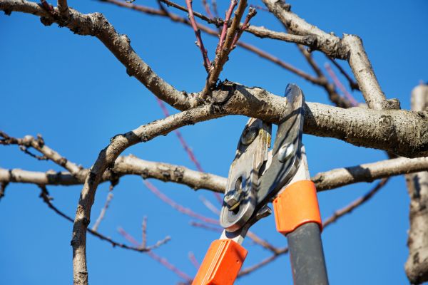 Residential Tree Service in Anaheim