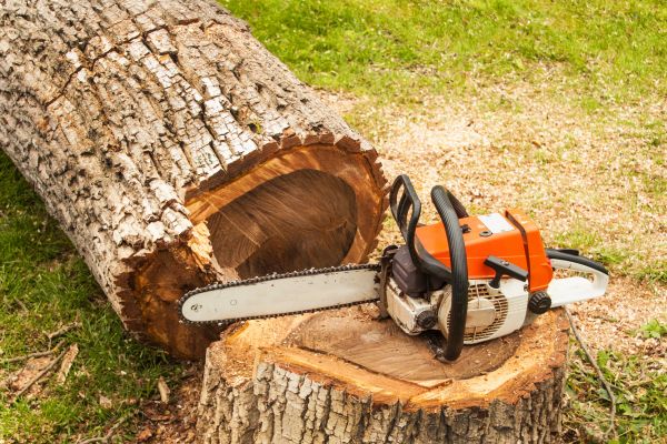 Tree Cutting Service in Anaheim