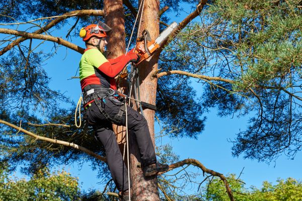 Tree Service in Anaheim
