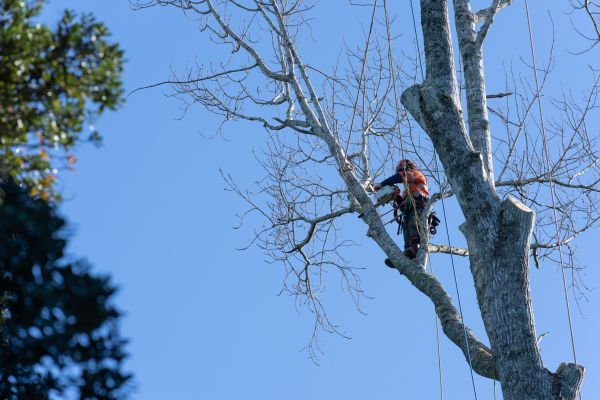 Cost of Tree Topping Service in Anaheim