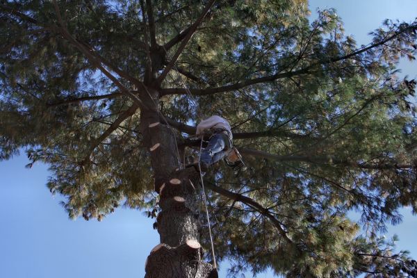 Cost of Trimming Service in Anaheim
