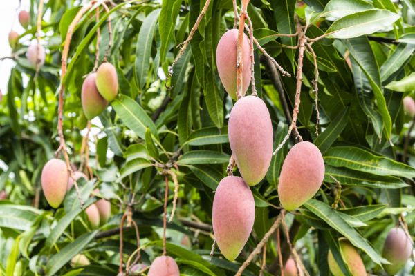 Cost of Mango Tree Trimming in Anaheim