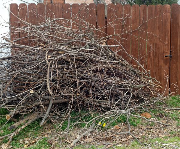 Cost of Dead Branch Removal in Anaheim