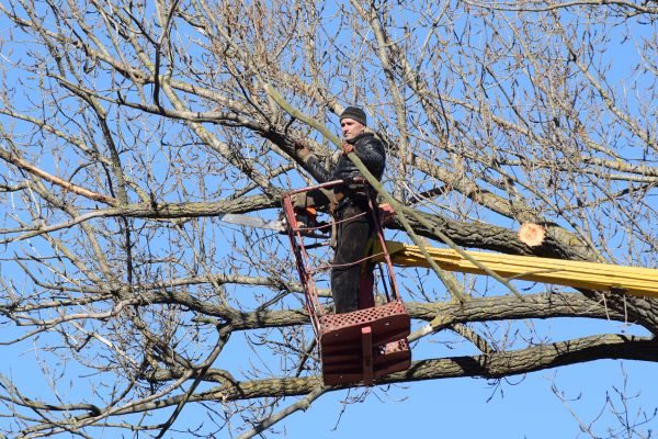 Cost of Emergency Tree Trimming in Anaheim