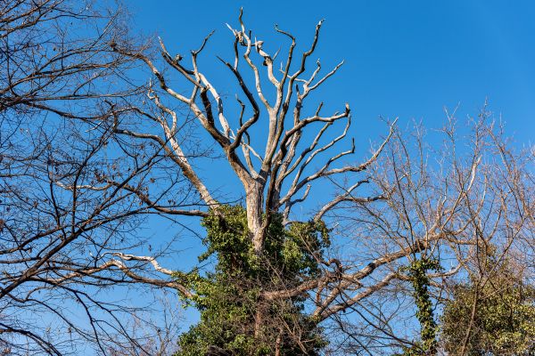 Cost of Deadwood Removal in Anaheim