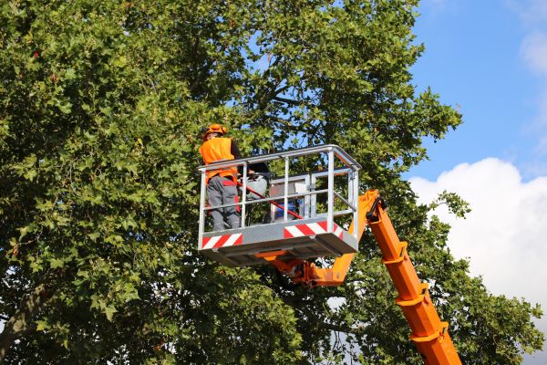 Commercial Tree Service in Anaheim