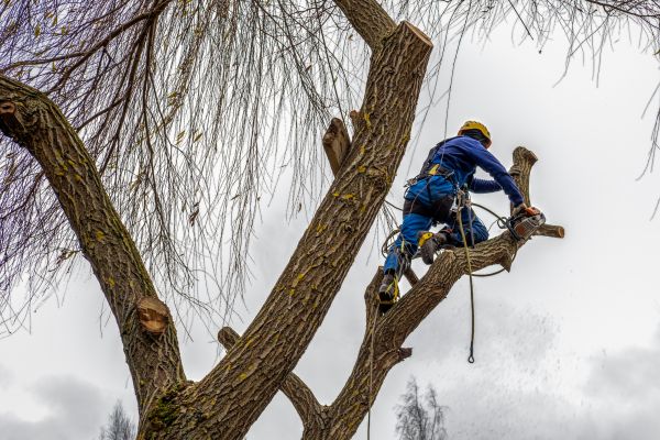 Cost of Tree Maintenance Service in Anaheim