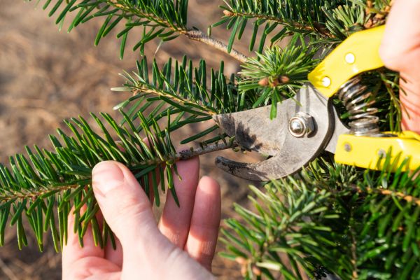 Pine Tree Pruning in Anaheim