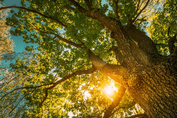 Cost of Oak Tree Pruning in Anaheim