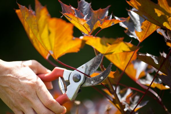 Cost of Maple Tree Pruning in Anaheim