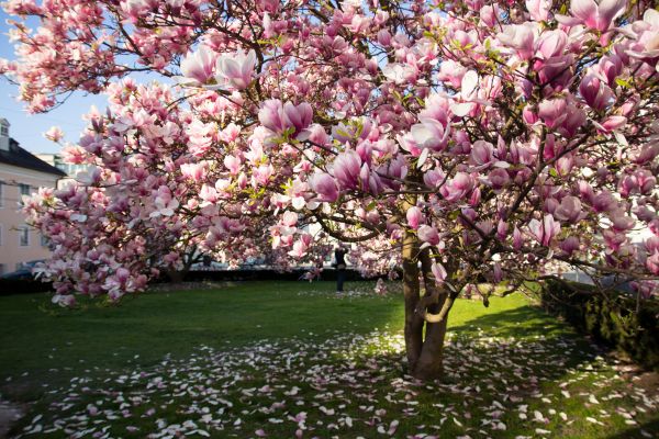 Cost of Magnolia Tree Pruning in Anaheim
