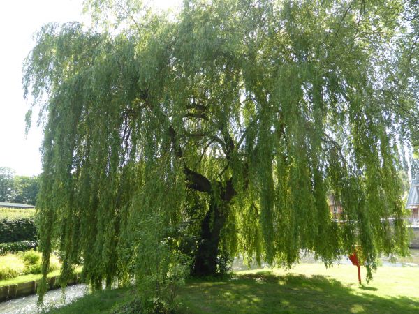 Cost of Willow Tree Trimming in Anaheim