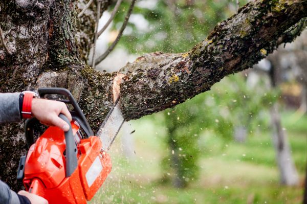 Cost of Tree Limbs Removal in Anaheim