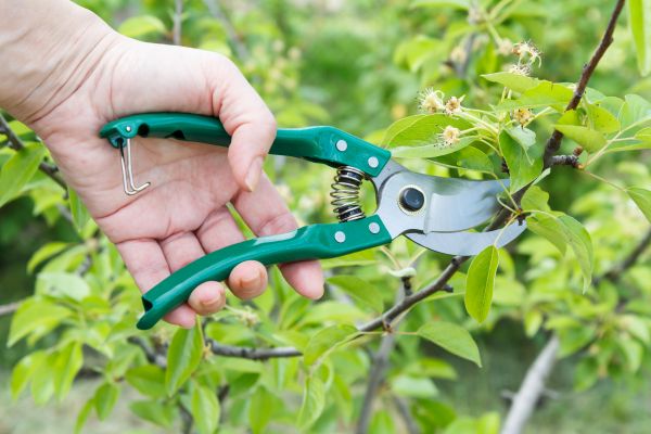 Cost of Pear Tree Pruning in Anaheim