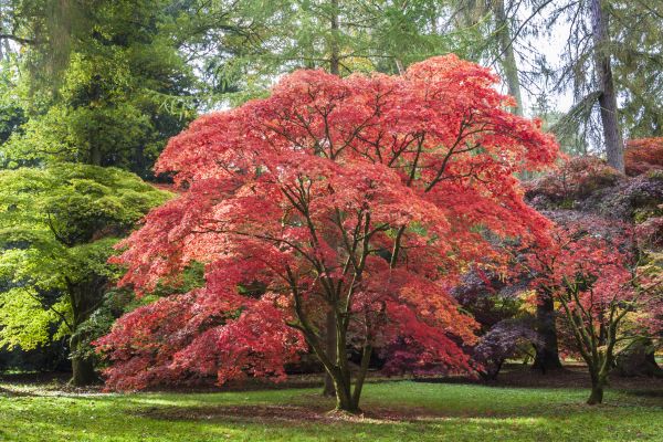Japanese Maple Pruning in Anaheim