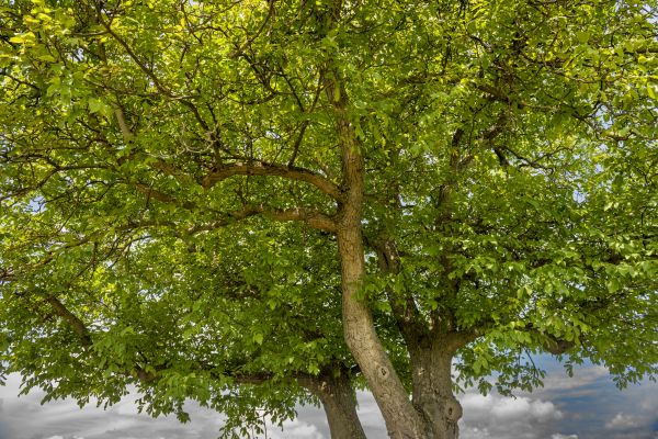 Cost of Walnut Tree Trimming in Anaheim