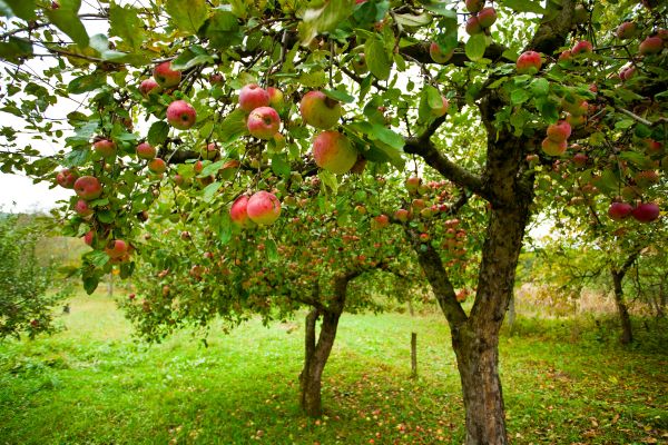 Cost of Apple Tree Pruning in Anaheim