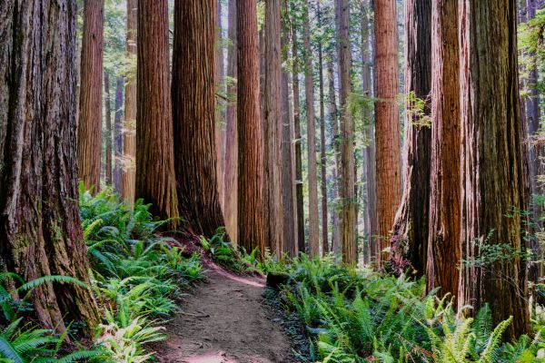 Cost of Redwood Tree Trimming in Anaheim