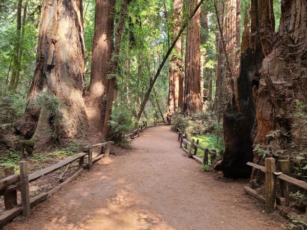 Cost of Redwood Tree Pruning in Anaheim