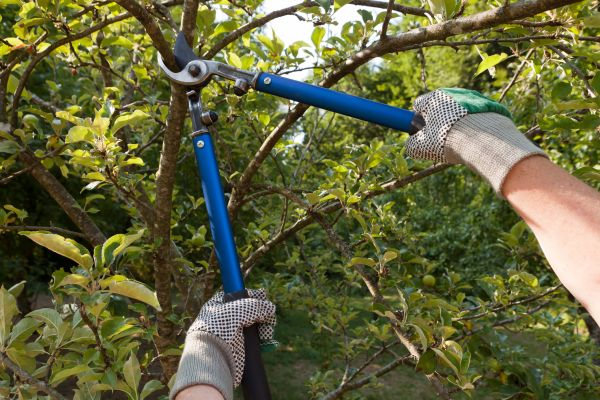 Cost of Residential Tree Pruning in Anaheim
