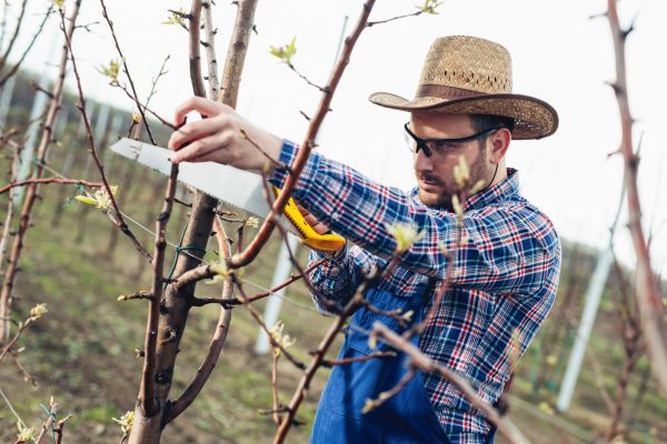 Cost of Orchard Tree Pruning in Anaheim