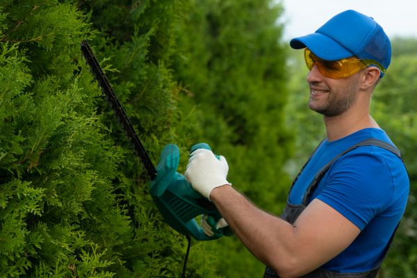 Cost of Tree Shaping Service in Anaheim