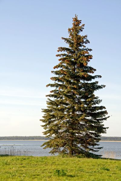 Cost of Spruce Tree Pruning in Anaheim