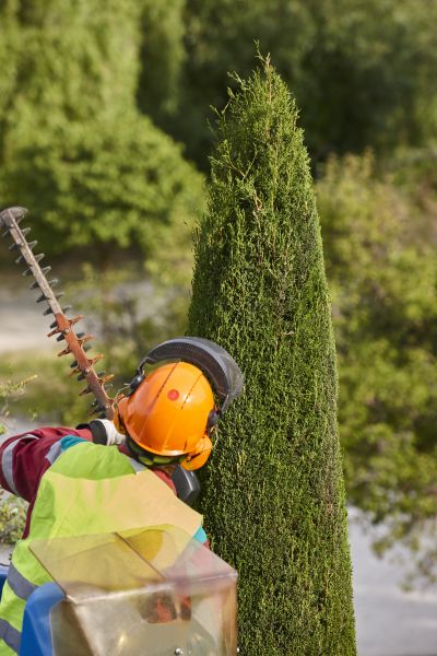 Cost of Cypress Tree Trimming in Anaheim