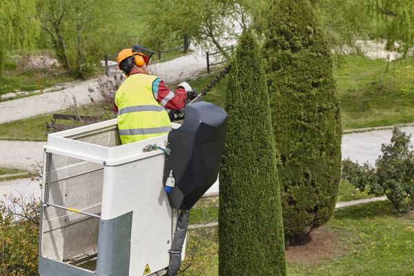 Cost of Cypress Tree Pruning in Anaheim