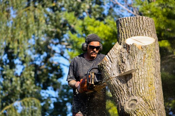 Cost of Ash Tree Pruning in Anaheim