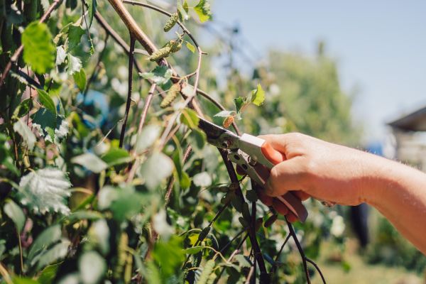 Cost of Birch Tree Pruning in Anaheim