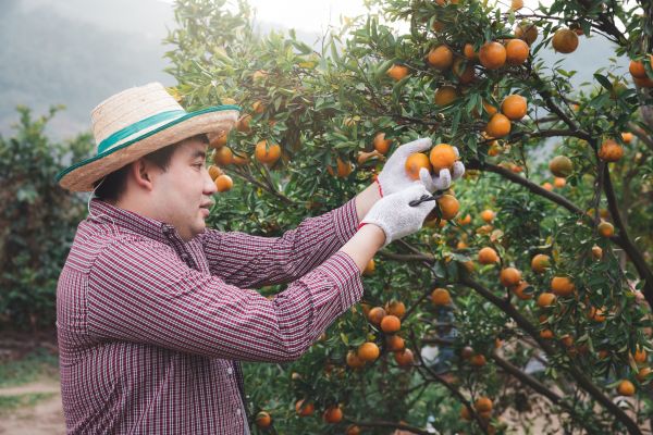 Cost of Orange Tree Pruning in Anaheim