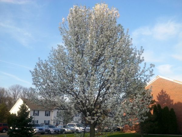 Cost of Bradford Pear Tree Pruning in Anaheim