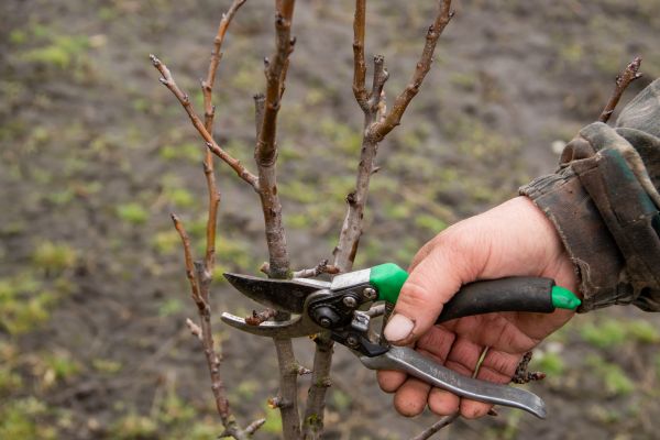 Cost of Pear Trees Pruning in Anaheim
