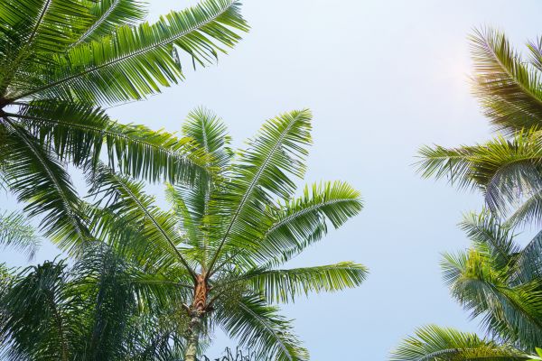 Cost of Queen Palm Tree Trimming in Anaheim