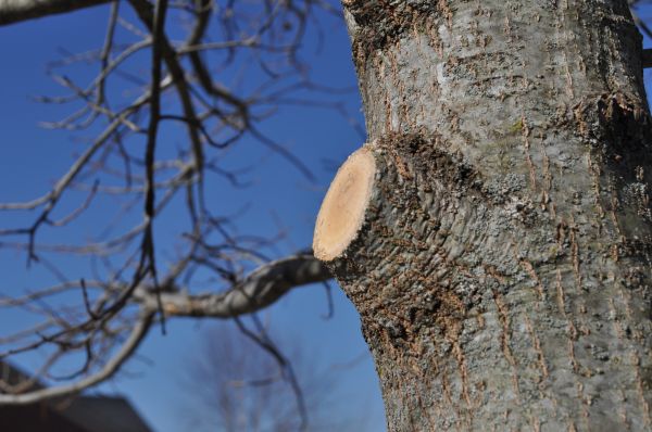 Cost of Limb Pruning in Anaheim