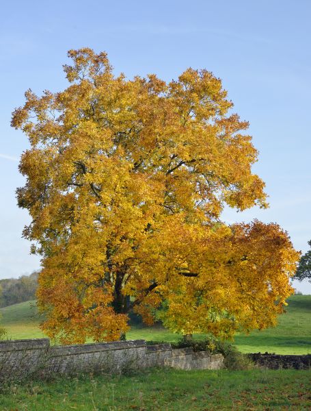 Cost of Hickory Tree Trimming in Anaheim