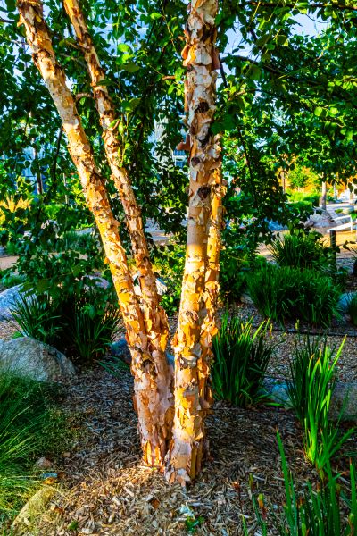 Cost of River Birch Trimming in Anaheim