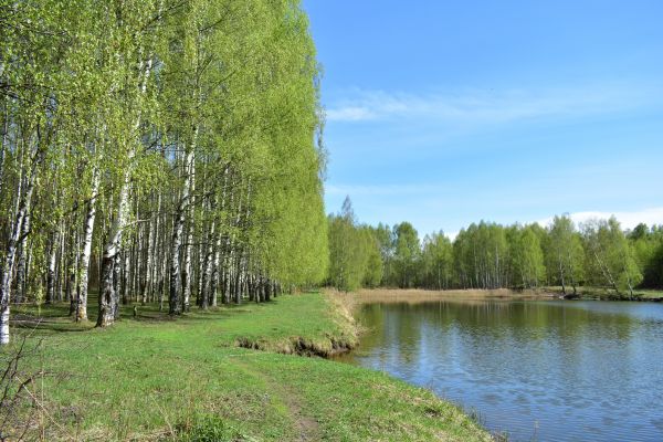 Cost of River Birch Pruning in Anaheim